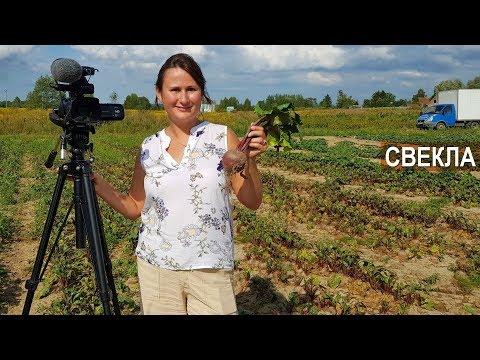 Выращивание свеклы или выращивание свёклы? КФХ Юрия Коровина, Калининградская область