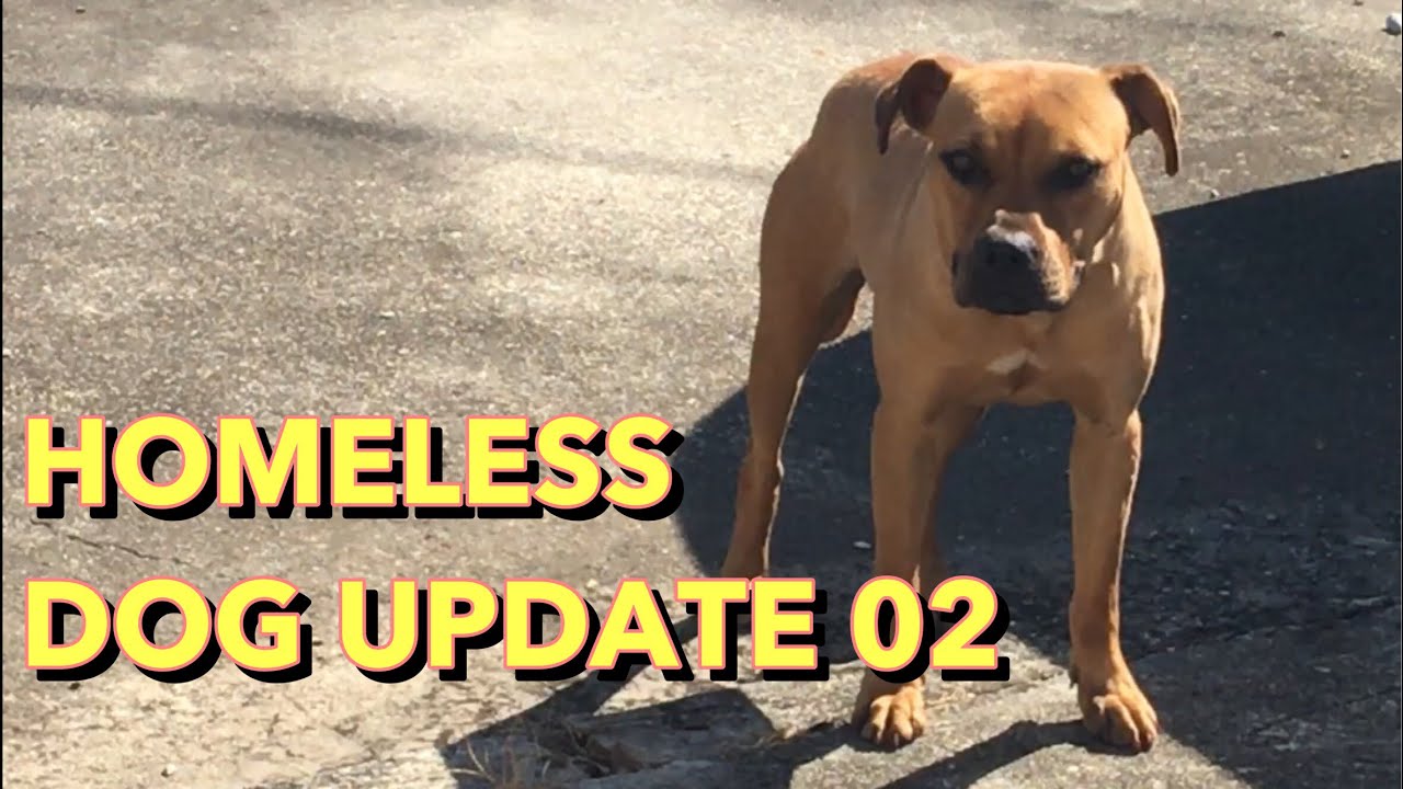 Homeless Dog Update 02 YouTube