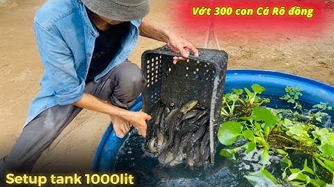 Vớt 1000 con Cá Rô Đồng về setup tank 1000 lít nuôi - Thái Salem vê lốc 