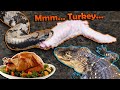 Giving our Reptiles a Thanksgiving Feast!