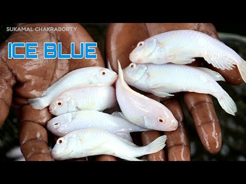 ICE BLUE CICHLID FISH NETTING  / আইস ব্লু চিকলীদ সরাসরি ফিশ ফার্মের চৌবাচ্চা থেকে .