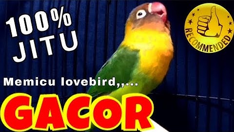 Pancingan Lovebird Ngekek Panjang, Memicu Lb Konslet & Lb Fighter Ngekek