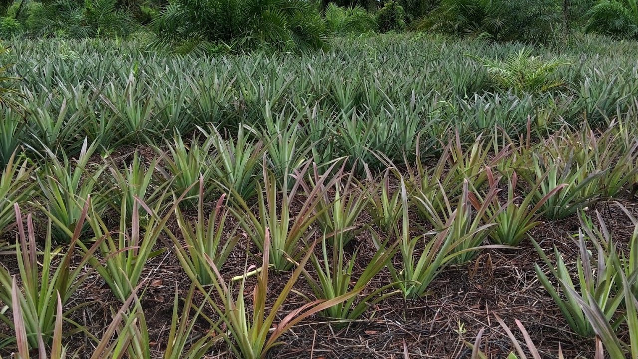 Supaya pertumbuhan nanas lebih cepat subur