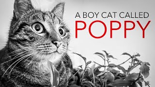 A Cat's Tale - Poppy's Story