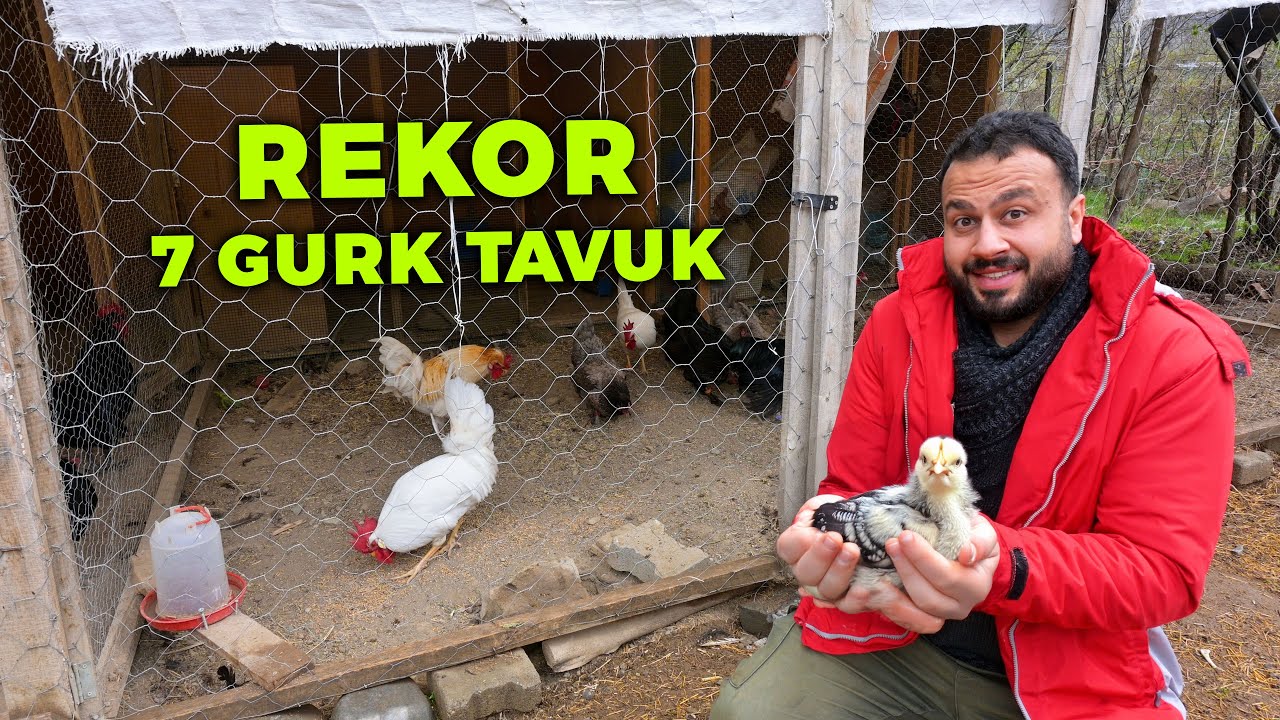 Rekor! 7 Gurk Tavuk Aynı Anda - Kuluçkaya Yatmak İsteyen Tavukları Taşıdım - İlaçsız Tavuk Yetiştir