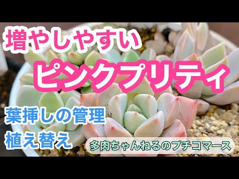 多肉植物】多肉を増やそう❣️可愛いくて強い子💖グラプトベリア属
