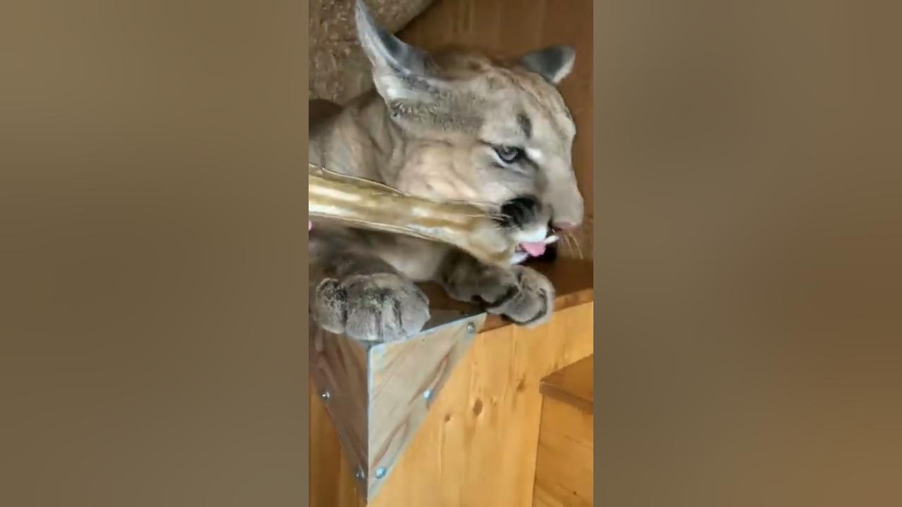 Месси мусолит косточку😁 - YouTube