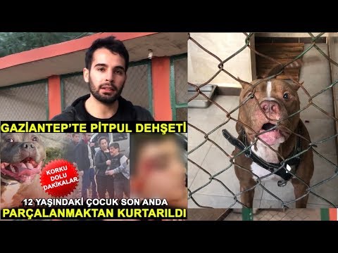 ÇOCUĞUN ELİNİ PARÇALAYAN PİTBULL’un YANINA GİTTİM !!!