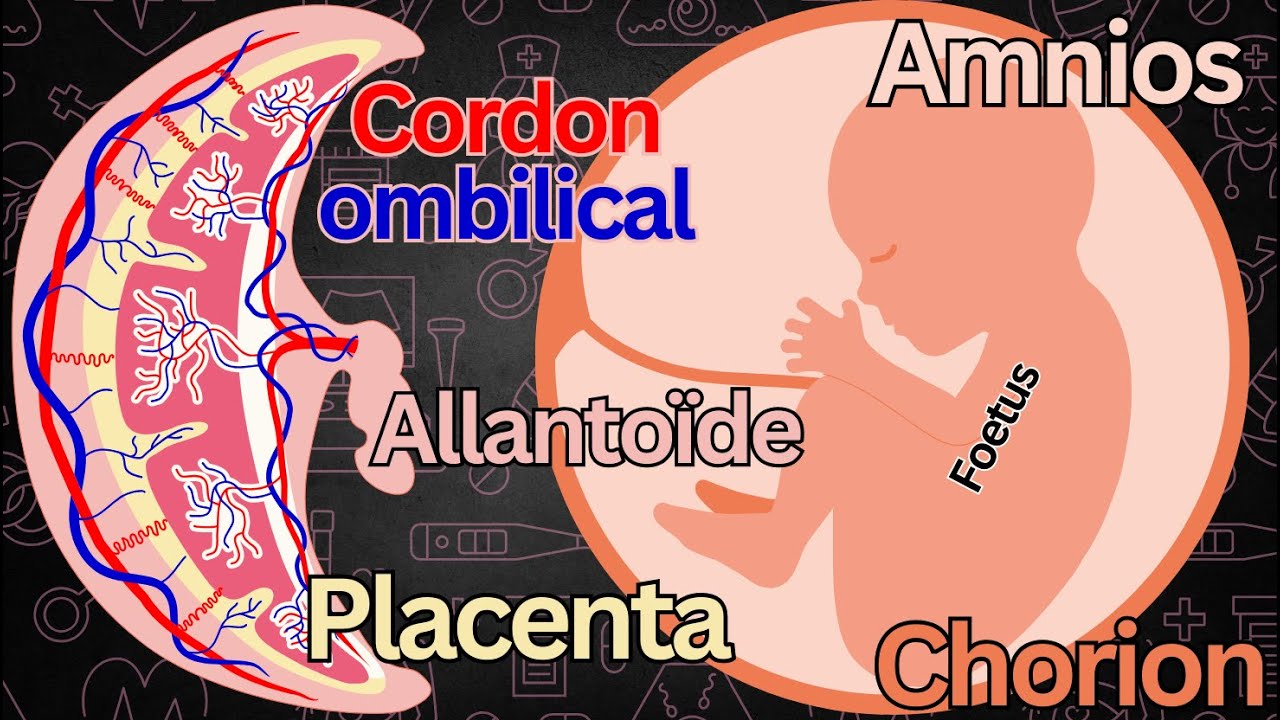 Les structures de soutien de l'embryon (les membranes extra-embryonnaires)