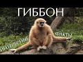 Гиббон - интересные факты