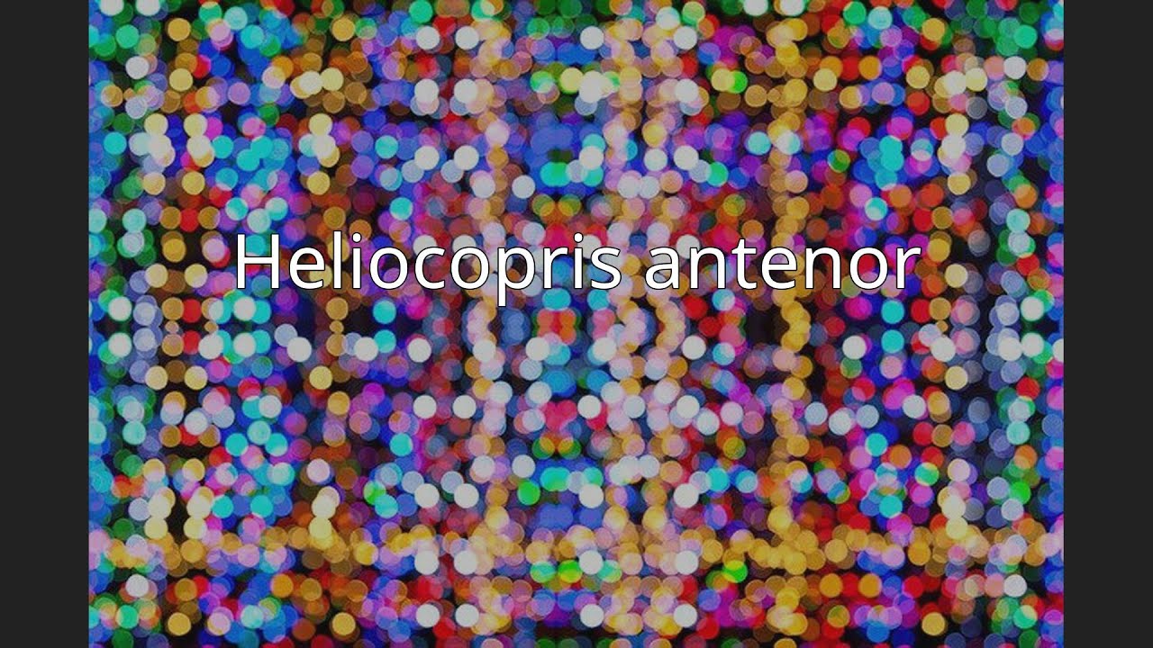 Heliocopris antenor