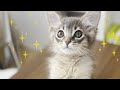 生後２ヶ月ソマリの子猫の面白い行動！