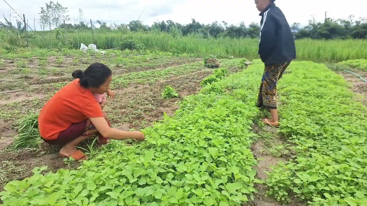 Peb cov niam tub de zaub mus muag