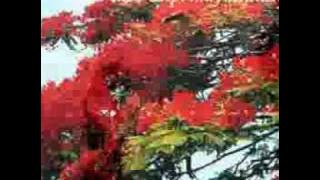 Flamboyant - Bimbo - Video Clip: Maymintaraga