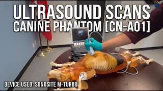 Ultrasound Scans Canine Phantom for X-ray CT, US, MRI [CN-A01]