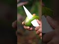 The Sweetest Mango Moments ЁЯШНЁЯенЁЯФе The Sweetest Mango Moments ЁЯШНЁЯенЁЯФе