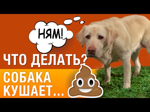 Почему собаки едят какашки? Что делать?