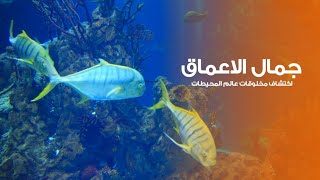 براري جمال الاعماق اكتشاف مخلوقات عالم المحيطات | كويست عربية Quest Arabiya