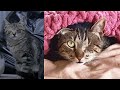 Street Cat Rescue: Fetty + Storm
