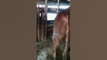 3 Bulan 29 Hari Setelah IB Sapi Simental #sapi #sapisimental #shorts