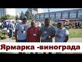 Выставка- ярмарка винограда . Пинск 2023г. Часть 1.