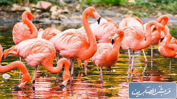 القران الكريم معأ أجمل الطبيعة متع سمعك وبصرك وراح نفسك