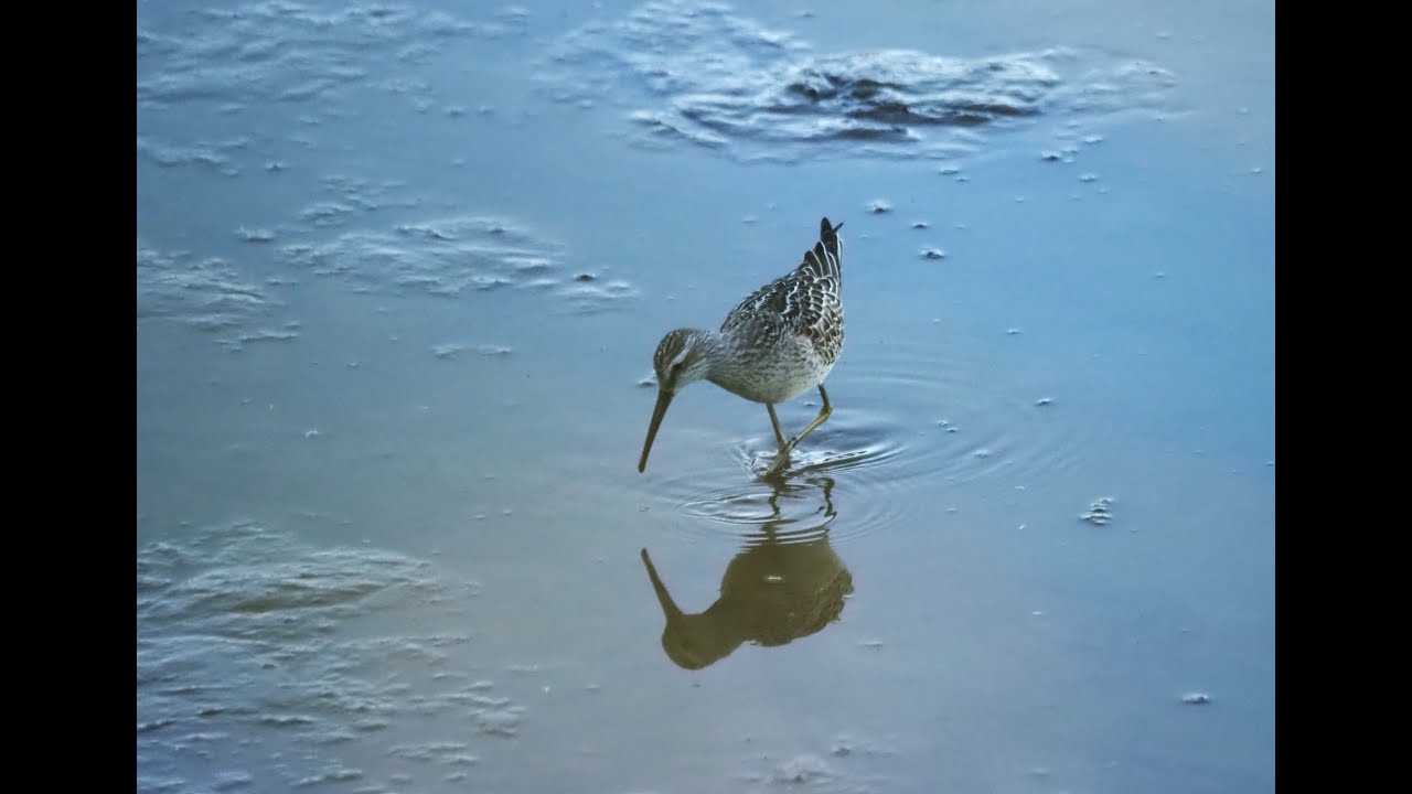 Stilt Sandpiper Foraging and Ruffling feathers - OC Sep 2025