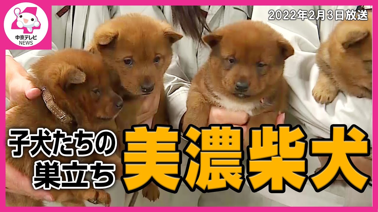 岐阜県のご当地犬“美濃柴犬”と高校生たちの別れ　世話で大忙しだった２か月間…大切に育ててきた子犬たちの巣立ちに“涙”