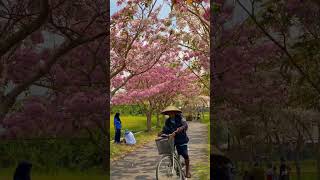 Download Lagu Magelang rasa jepang #shorts #magelang #tabebuya MP3