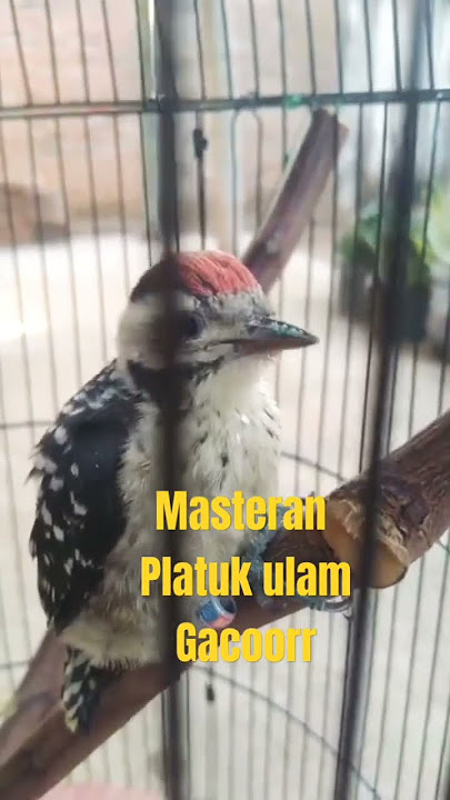Masteran platuk / pelatuk ulam gacor