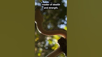 The Reticulated Python Facts! #shorts