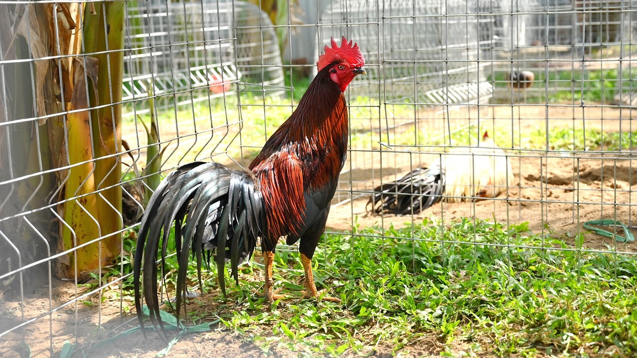 Lên tốp 1 gà vip/ Tung Vlog