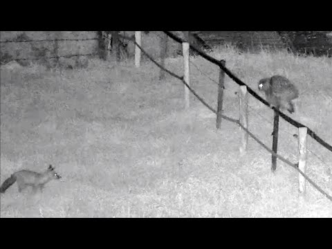 Eifel Webcam Encounters August 27–31 2024 live cam preview