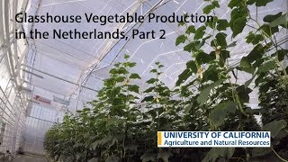 Glasshouse vegetable production in the Netherlands, Part 2