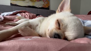 Orlando tries to sleep but he's not tired! 4K #Chihuahua #dog
