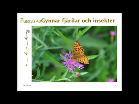 Video: Ängsgräs - ett flerårigt gräs