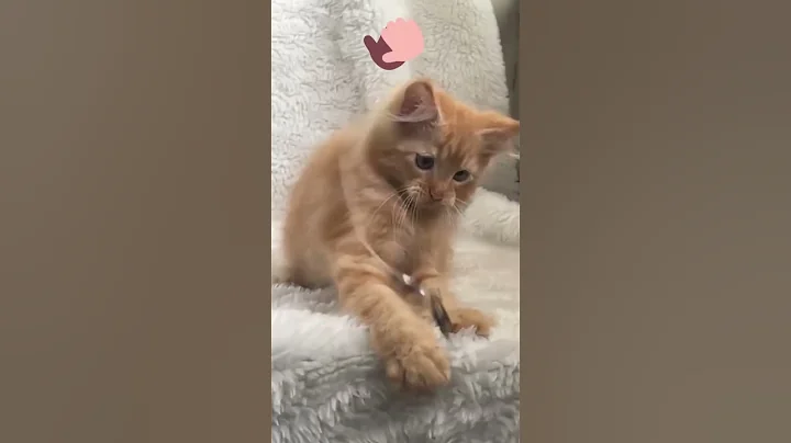 Watch the video about Short hair cat and Maine coon #youtubeshorts #shorts #catsshorts #catsofyoutube