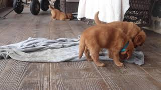 Golden Retriever Puppies For Sale