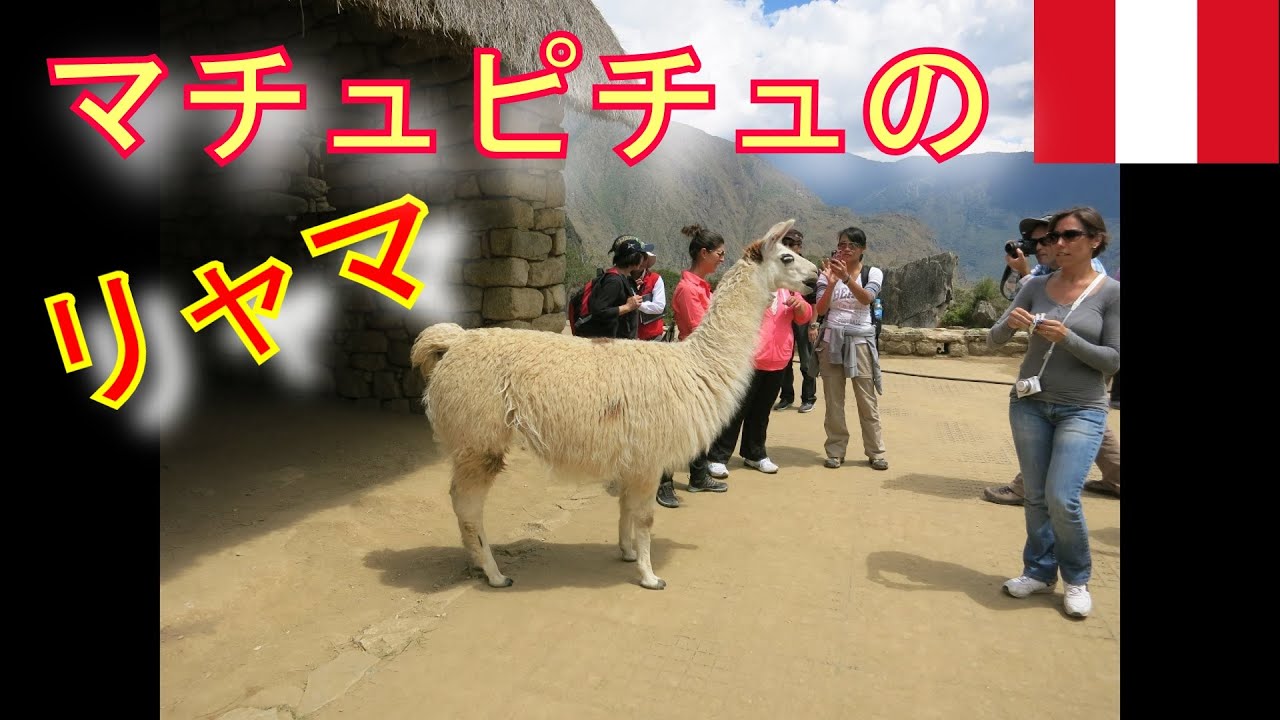 リャマ In マチュピチュ ペルー Youtube