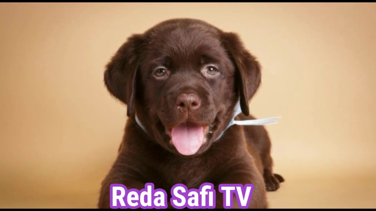 كلاب اللابردور Labrador Dogs YouTube