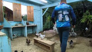 Pombos King , Criatório Picinato Pombas No Paraná