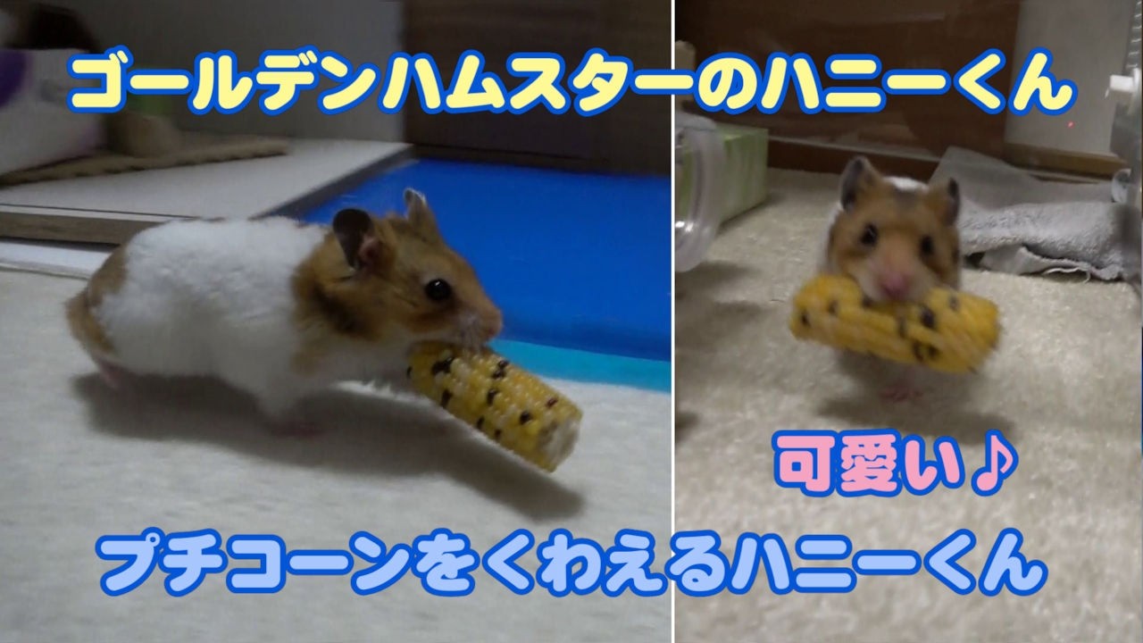 【ゴールデンハムスターのハニーくん】396 プチコーンをくわえて移動！定番の可愛さがたまらない🐹🌽
