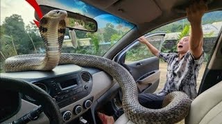Famous Brave experts confronted a nest of giant snakes inside a car. Wealth