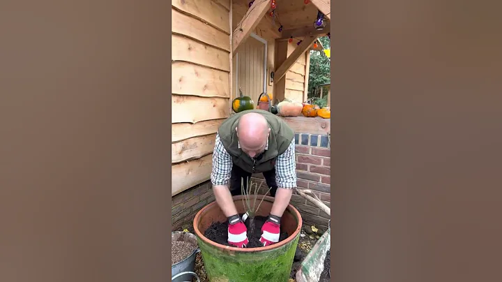 Episode three of my @David Austin Roses Bare root ...
