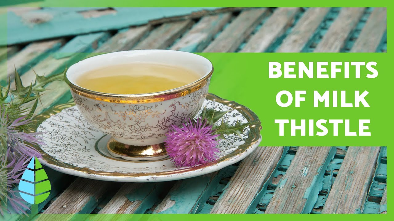 MILK THISTLE 🌿💜 Properties, BENEFITS, how to take it and