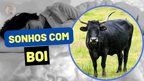 O que significa sonhar com um boi correndo atrás da gente?