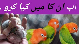 Ab Me Inka Kia Karo? Phenk Do Inko Ya Rakh Lo?
