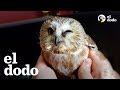 Búho adorable se recupera después de estrellarse contra una ventana | El Dodo