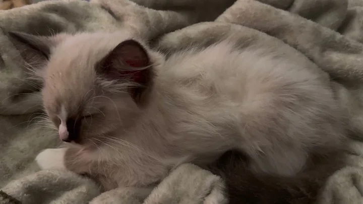 Video 4066991: sleep purring kittens, purring kitty, purring loudly