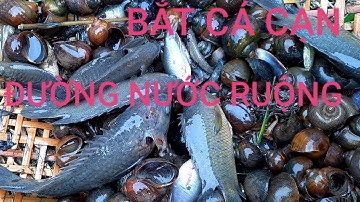 BẮT CÁ CẠN KHI LÚA CHÍN ĐƯỜNG NƯỚC RUỘNG CẠN BẮT SƯỚNG CẢ TAY | NHÁI MIỀN TÂY
